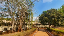 msolwa-walkway-mango