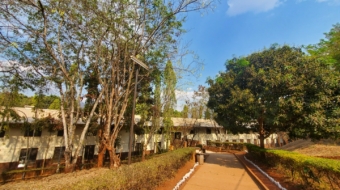 msolwa-walkway-mango